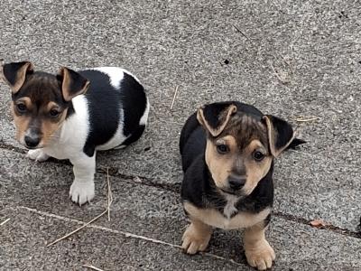 Male Jack Russell puppy in Clare