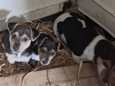 Male Jack Russell puppy in Clare
