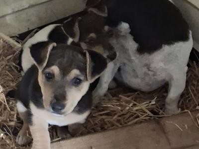 Male Jack Russell puppy in Clare