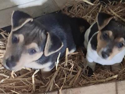 Male Jack Russell puppy in Clare