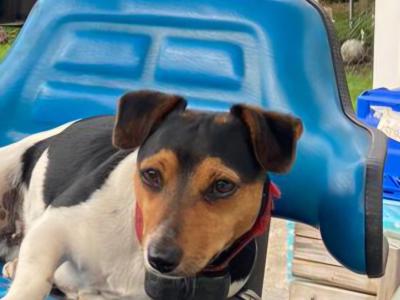 Male Jack Russell puppy in Clare