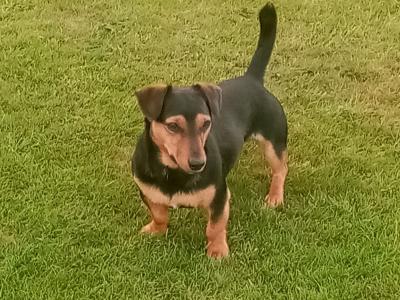 Male Jack Russell puppy in Clare