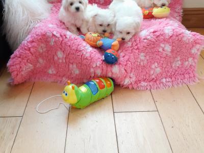 Beautiful Maltese x Bichon puppies 🐶 in Meath