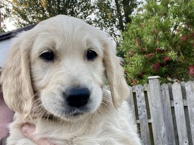 Fluffy Happy Golden Retriever puppies in Wicklow