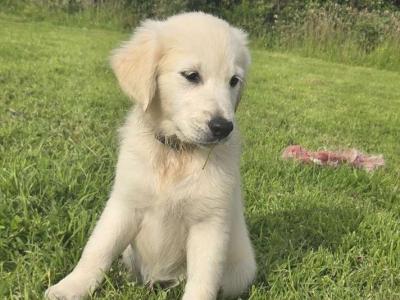Affectionate IKC Registered (pending) Golden Retriever puppies for sale in Clare