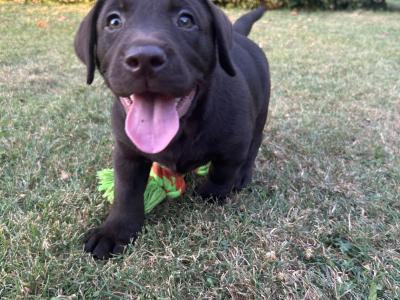 IKC Registered (Pending) Chocolate Labrador puppies