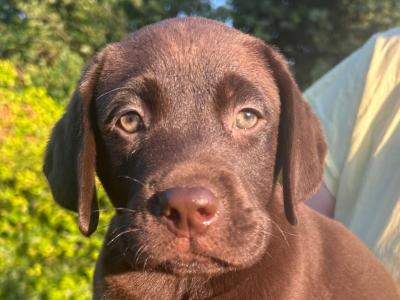 IKC Registered (Pending) Chocolate Labrador puppies