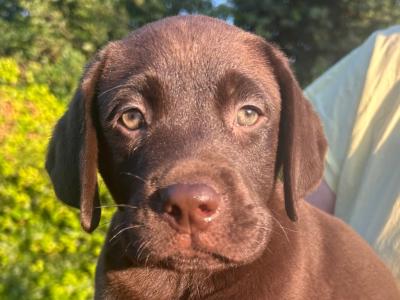 IKC Registered (pending) Chocolate Labrador puppies in Wexford