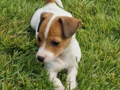 Playful Full Jack Russell Terrier puppies in Tipperary