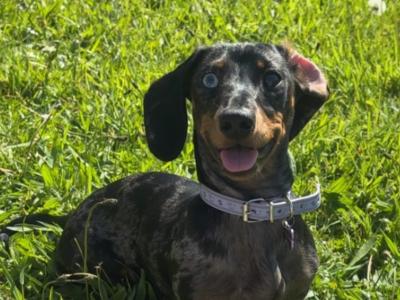 Mabel is a 9 month old female miniature Dachshund puppy in Cork