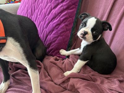 IKC Registered (pending) Boston Terrier puppies in Westmeath