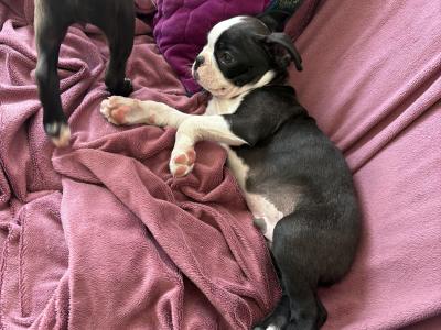 IKC Registered (pending) Boston Terrier puppies in Westmeath