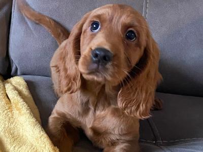 Red Cockapoo puppies for sale in Sligo