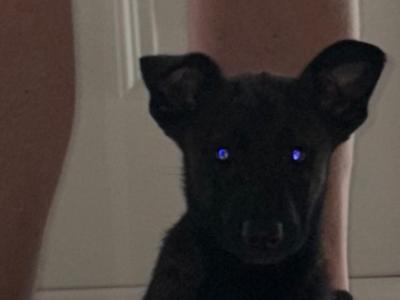 German Shepherd x Dutch X Belgian Malionis and 2 year old blue and tan German shepherd female
