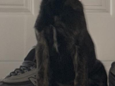 German Shepherd x Dutch X Belgian Malionis and 2 year old blue and tan German shepherd female