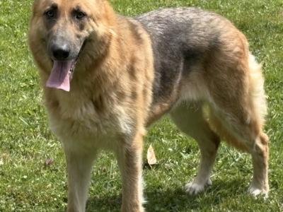 German Shepherd x Dutch X Belgian Malionis and 2 year old blue and tan German shepherd female