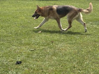 German Shepherd x Dutch X Belgian Malionis and 2 year old blue and tan German shepherd female