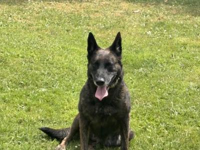 German Shepherd x Dutch X Belgian Malionis and 2 year old blue and tan German shepherd female