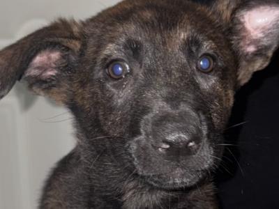 German Shepherd x Dutch X Belgian Malionis and 2 year old blue and tan German shepherd female
