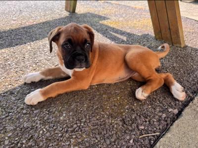 ONE FEMALE LEFT - IKC Registered Boxer puppies in Cork