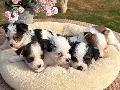 (The Amingos ) Miniture Jack Russell puppies in Wexford