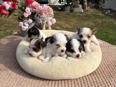 (The Amingos ) Miniture Jack Russell puppies in Wexford
