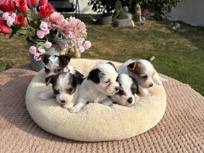 (The Amingos ) Miniture Jack Russell puppies in Wexford