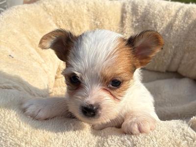 (The Amingos ) Miniture Jack Russell puppies in Wexford