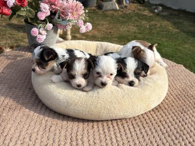 (The Amingos ) Miniture Jack Russell puppies in Wexford