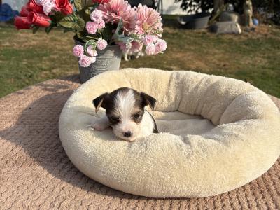(The Amingos ) Miniture Jack Russell puppies in Wexford