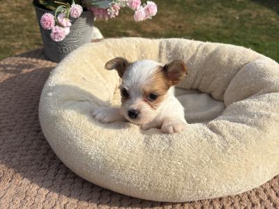 (The Amingos ) Miniture Jack Russell puppies in Wexford