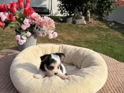 (The Amingos ) Miniture Jack Russell puppies in Wexford