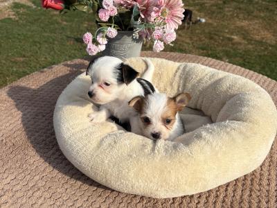 (The Amingos ) Miniture Jack Russell puppies in Wexford