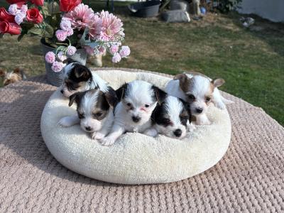 (The Amingos ) Miniture Jack Russell puppies in Wexford
