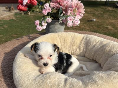 (The Amingos ) Miniture Jack Russell puppies in Wexford