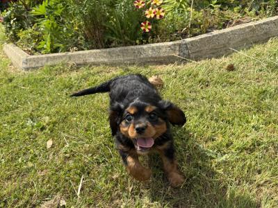 IKC Registered Cavalier King Charles puppies in Wexford