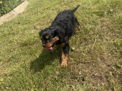 IKC Registered Cavalier King Charles puppies in Wexford