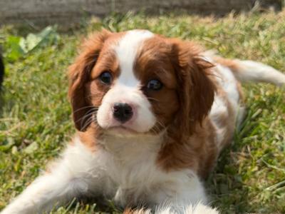 IKC Registered Cavalier King Charles puppies in Wexford