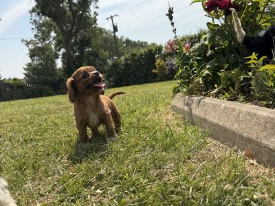 IKC Registered Cavalier King Charles puppies in Wexford