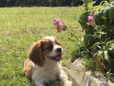 IKC Registered Cavalier King Charles puppies in Wexford