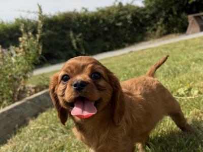 IKC Registered Cavalier King Charles puppies in Wexford
