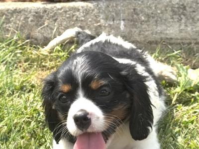 IKC Registered Cavalier King Charles puppies in Wexford