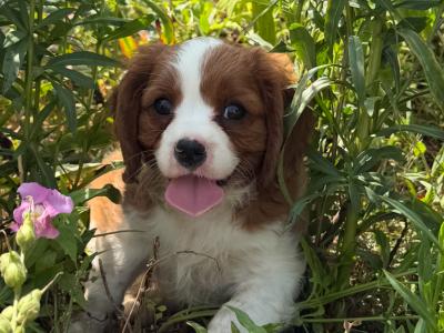IKC Registered Cavalier King Charles puppies in Wexford