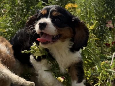 IKC Registered Cavalier King Charles puppies in Wexford