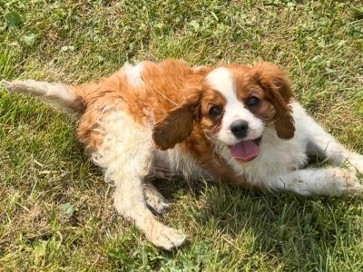 IKC Registered Cavalier King Charles puppies in Wexford