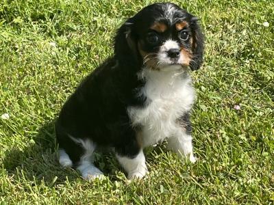 Cavalier King Charles puppies in Longford