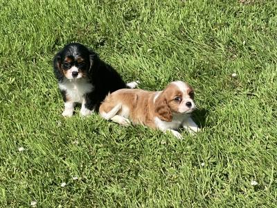 Cavalier King Charles puppies in Longford