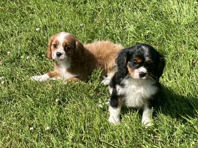 Cavalier King Charles puppies in Longford