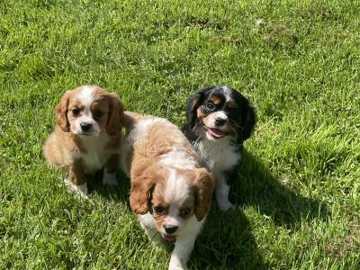 Cavalier King Charles puppies in Longford