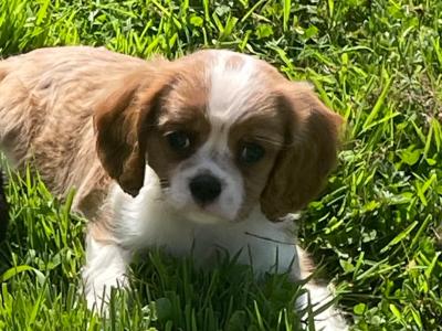 Cavalier King Charles puppies in Longford
